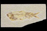 Bargain Fossil Fish (Knightia) - Wyoming #150563-1